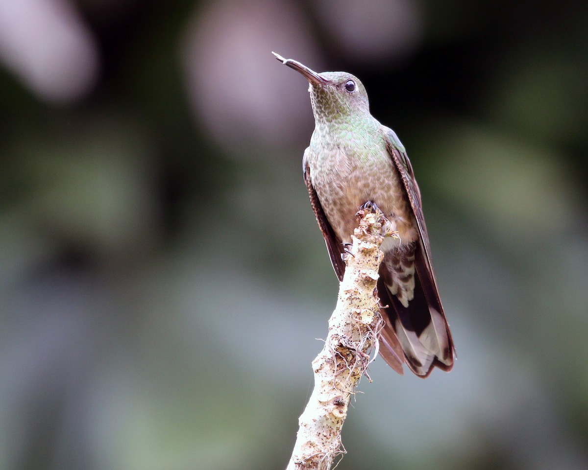 Scaly-breasted Hummingbird - ML634867827