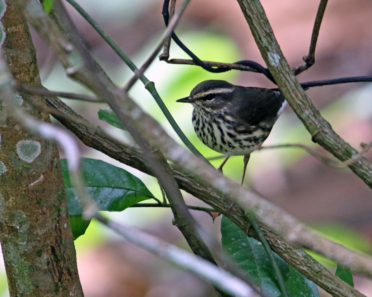 Northern Waterthrush - ML634867838
