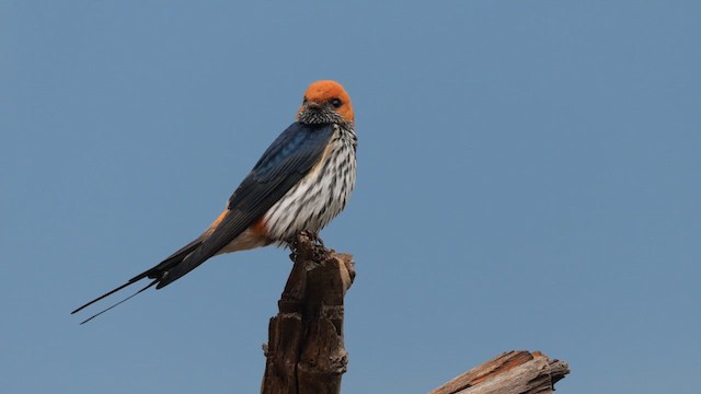 Lesser Striped Swallow - ML634867897