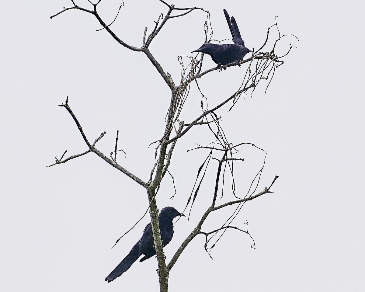 Chestnut-winged Starling - ML634867955