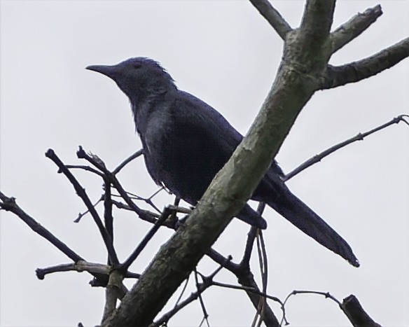 Chestnut-winged Starling - ML634867956