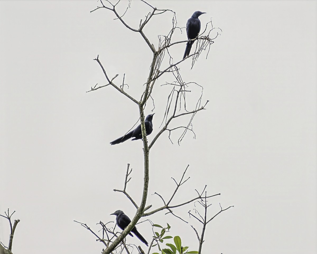 Chestnut-winged Starling - ML634867958