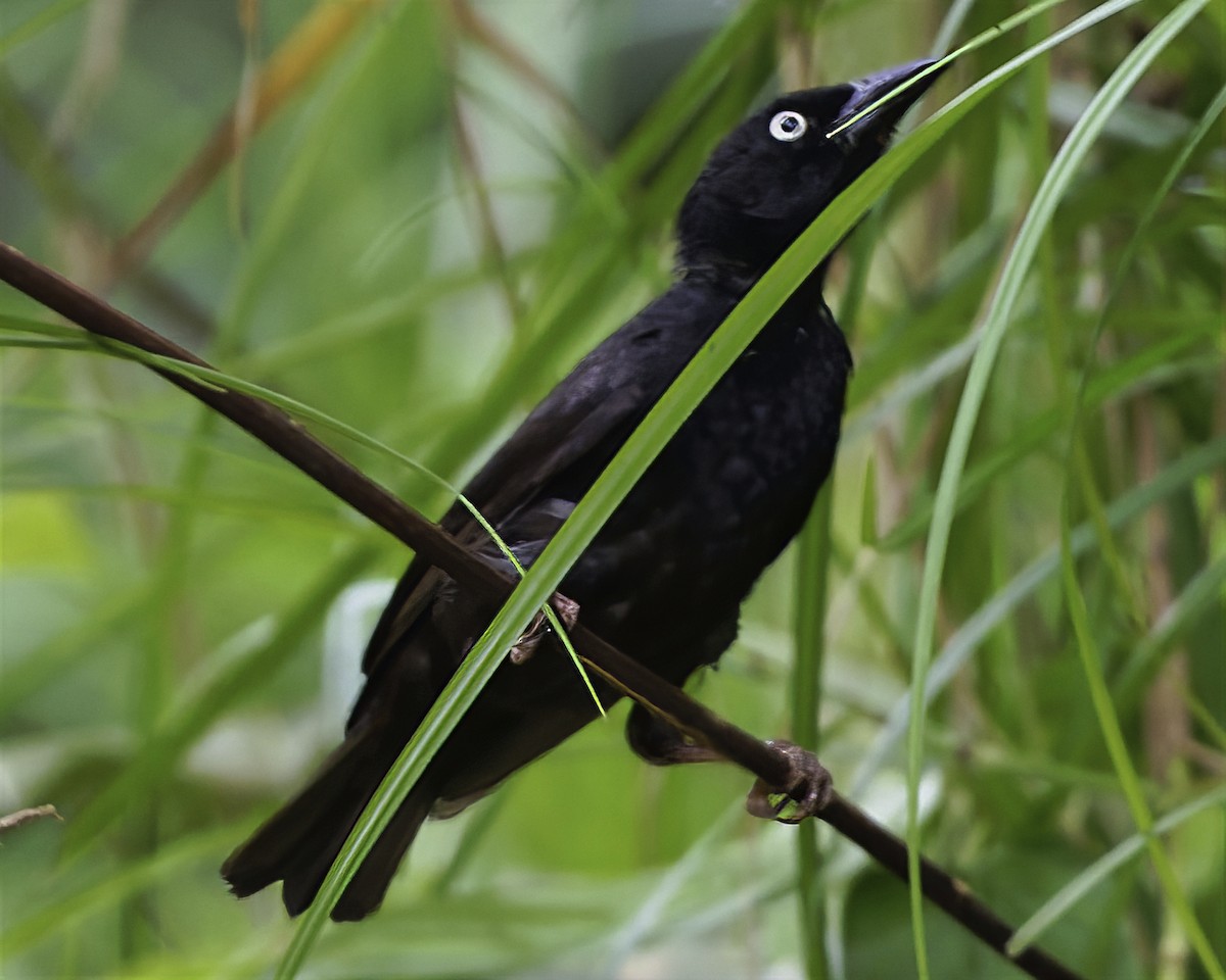 Chestnut-winged Starling - ML634867960