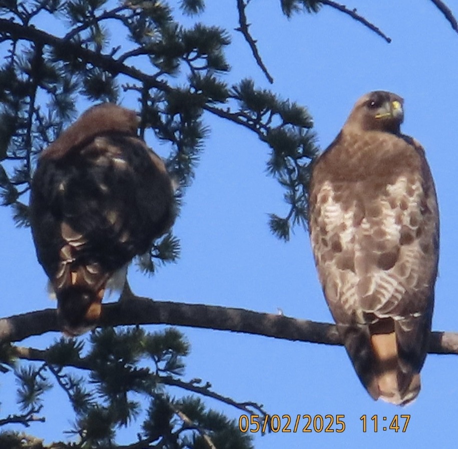 Red-tailed Hawk - ML634868007