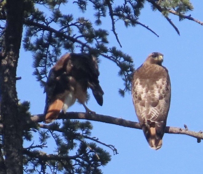 Red-tailed Hawk - ML634868008