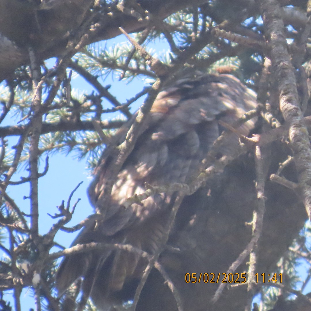 Great Horned Owl - ML634868023