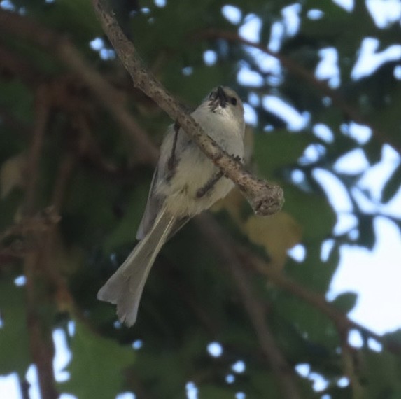 Bushtit - ML634868032