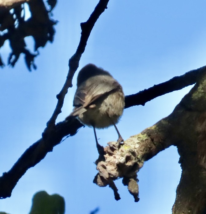Bushtit - ML634868033