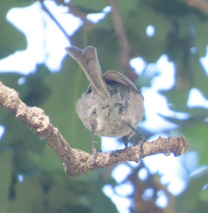 Bushtit - ML634868034
