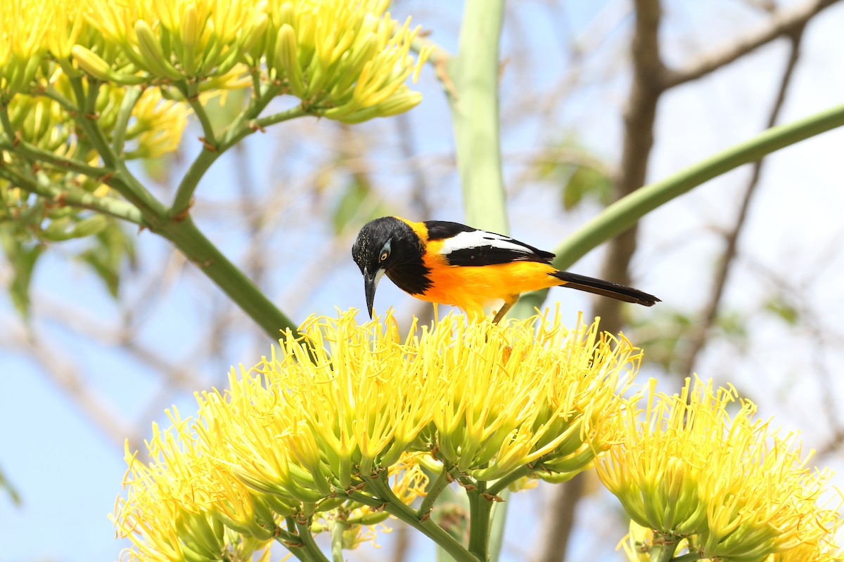 Venezuelan Troupial - ML634868087