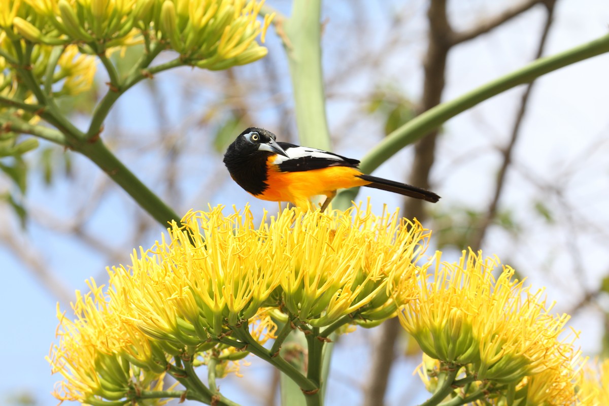 Venezuelan Troupial - ML634868089