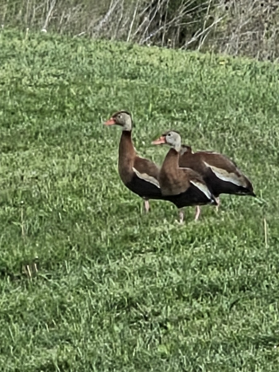 ub. and - ML634868169