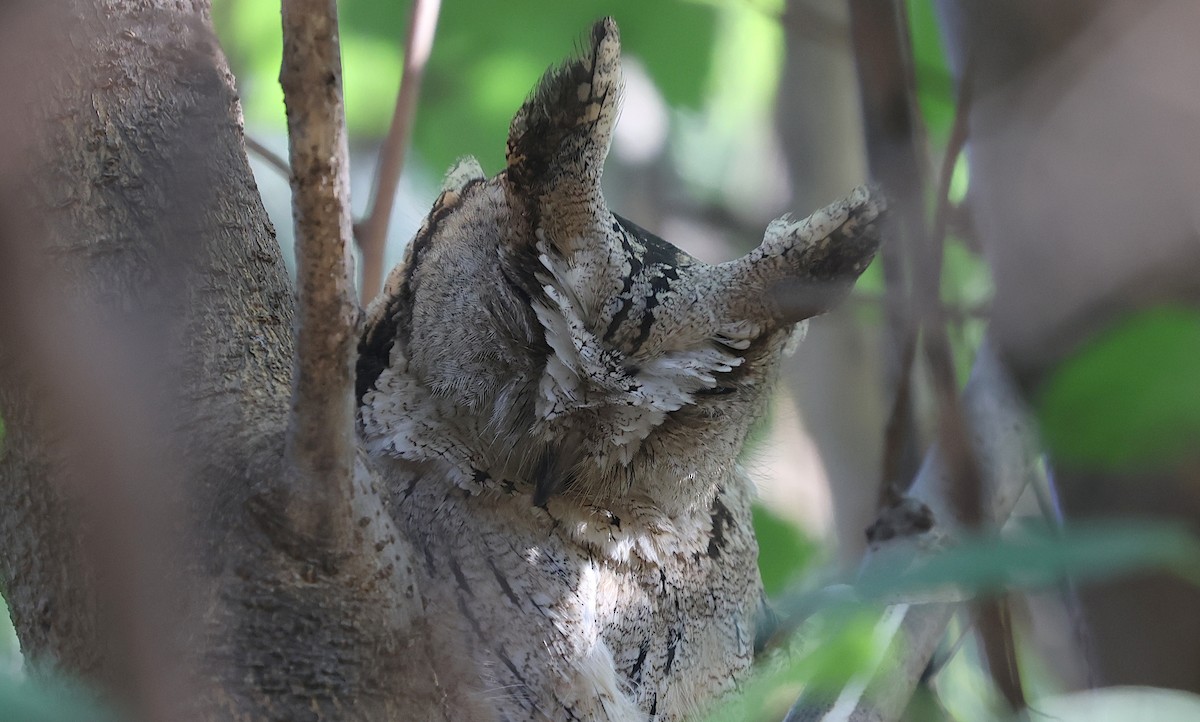 Indian Scops-Owl - ML634868171