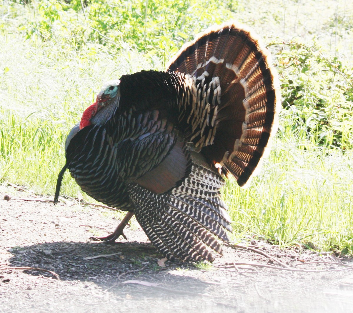 Wild Turkey - ML634868321