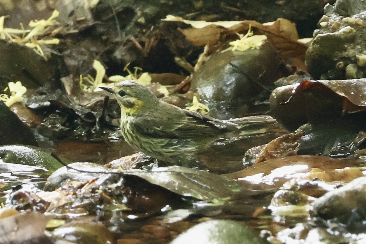 Cape May Warbler - ML634868404