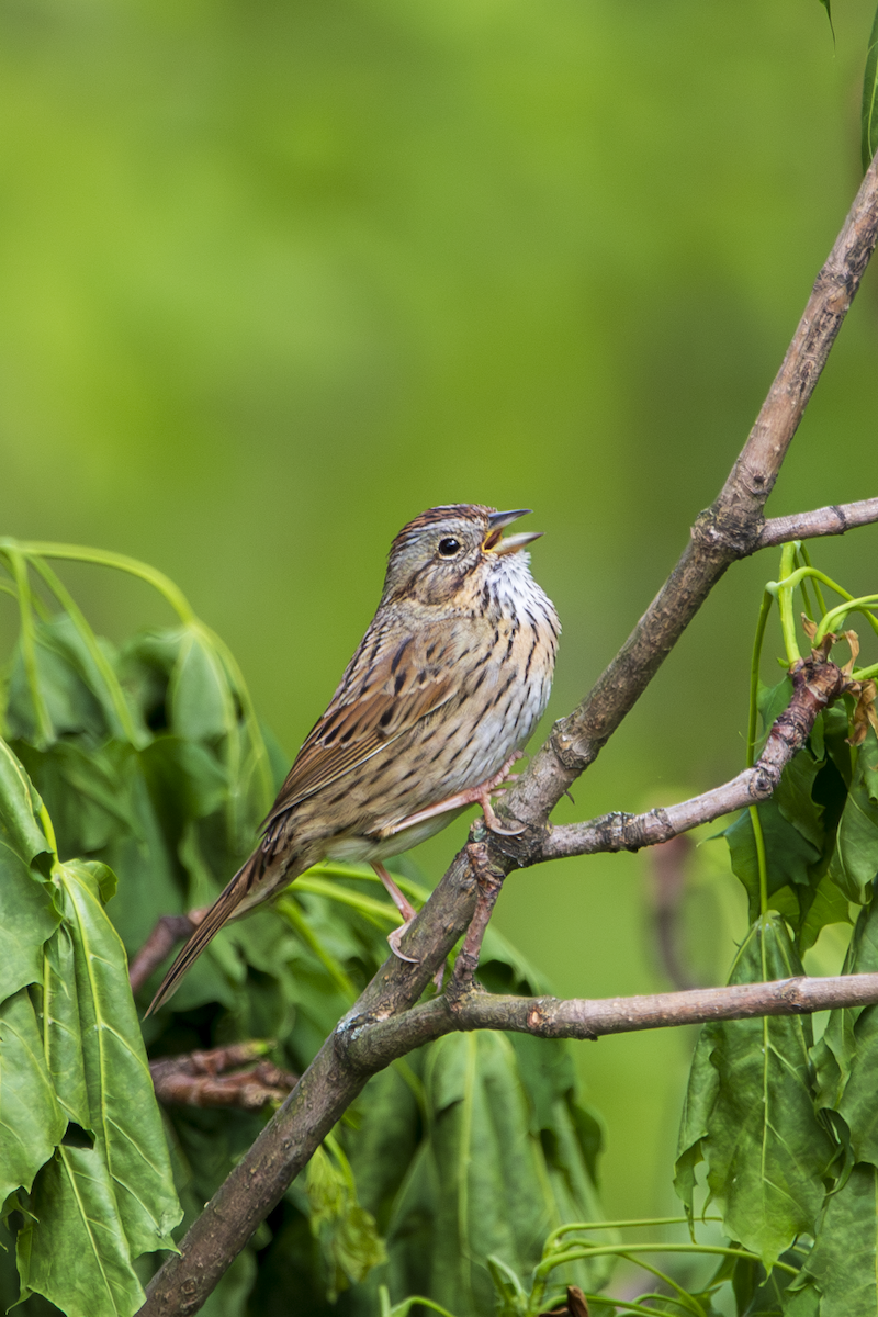 Lincoln's Sparrow - ML634868405