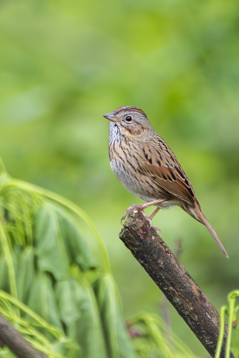 Lincoln's Sparrow - ML634868406