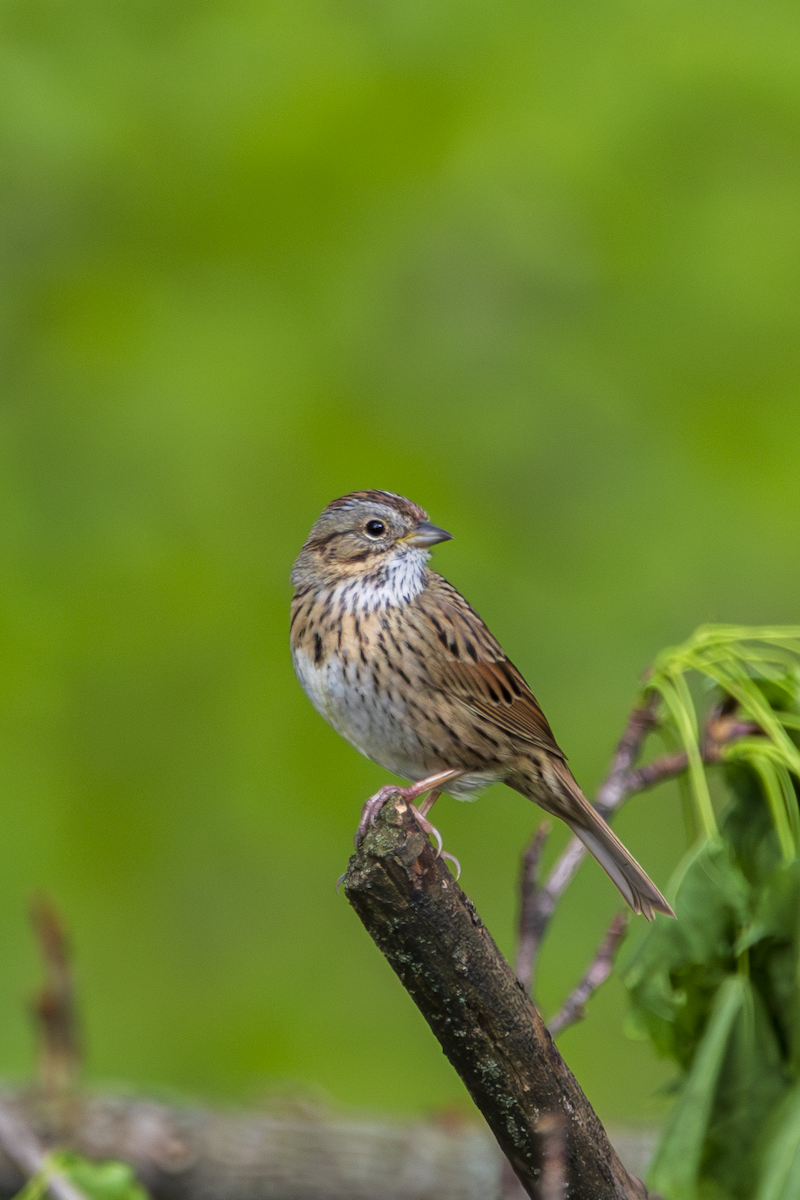 Lincoln's Sparrow - ML634868407