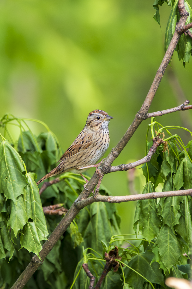 Lincoln's Sparrow - ML634868408