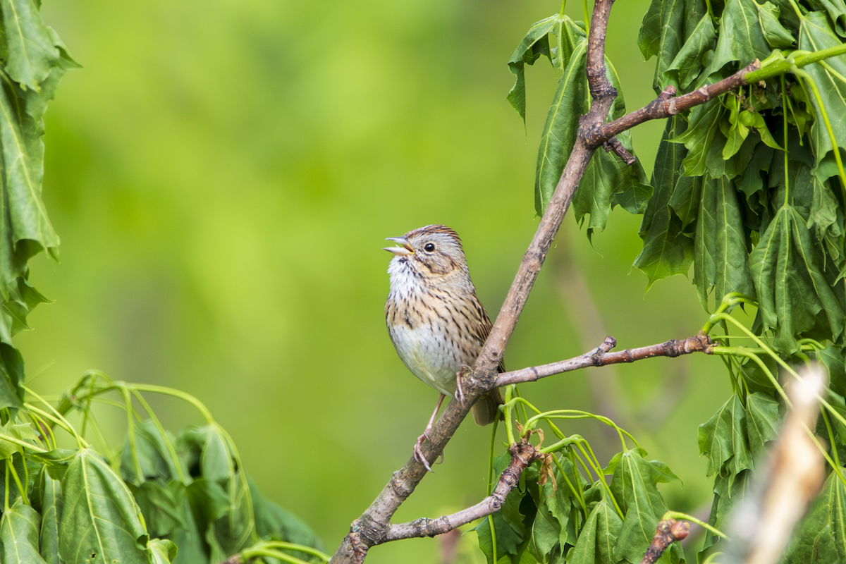 Lincoln's Sparrow - ML634868409