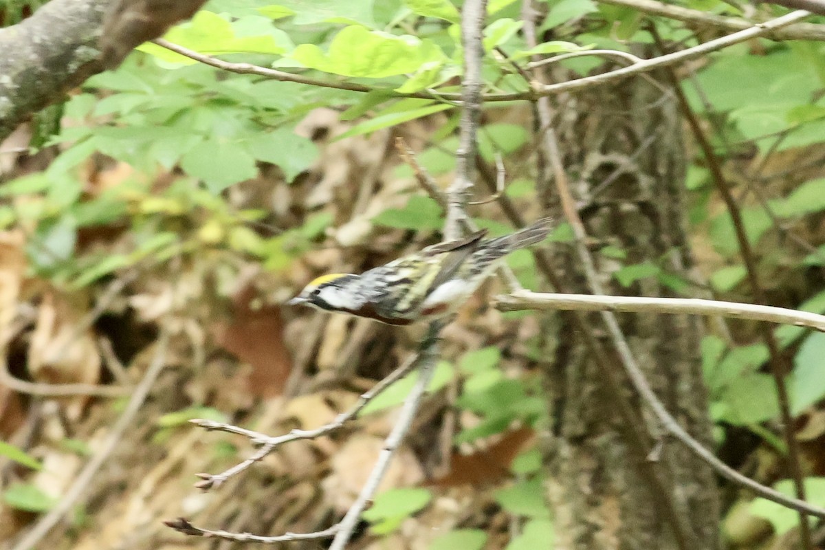 Chestnut-sided Warbler - ML634868425