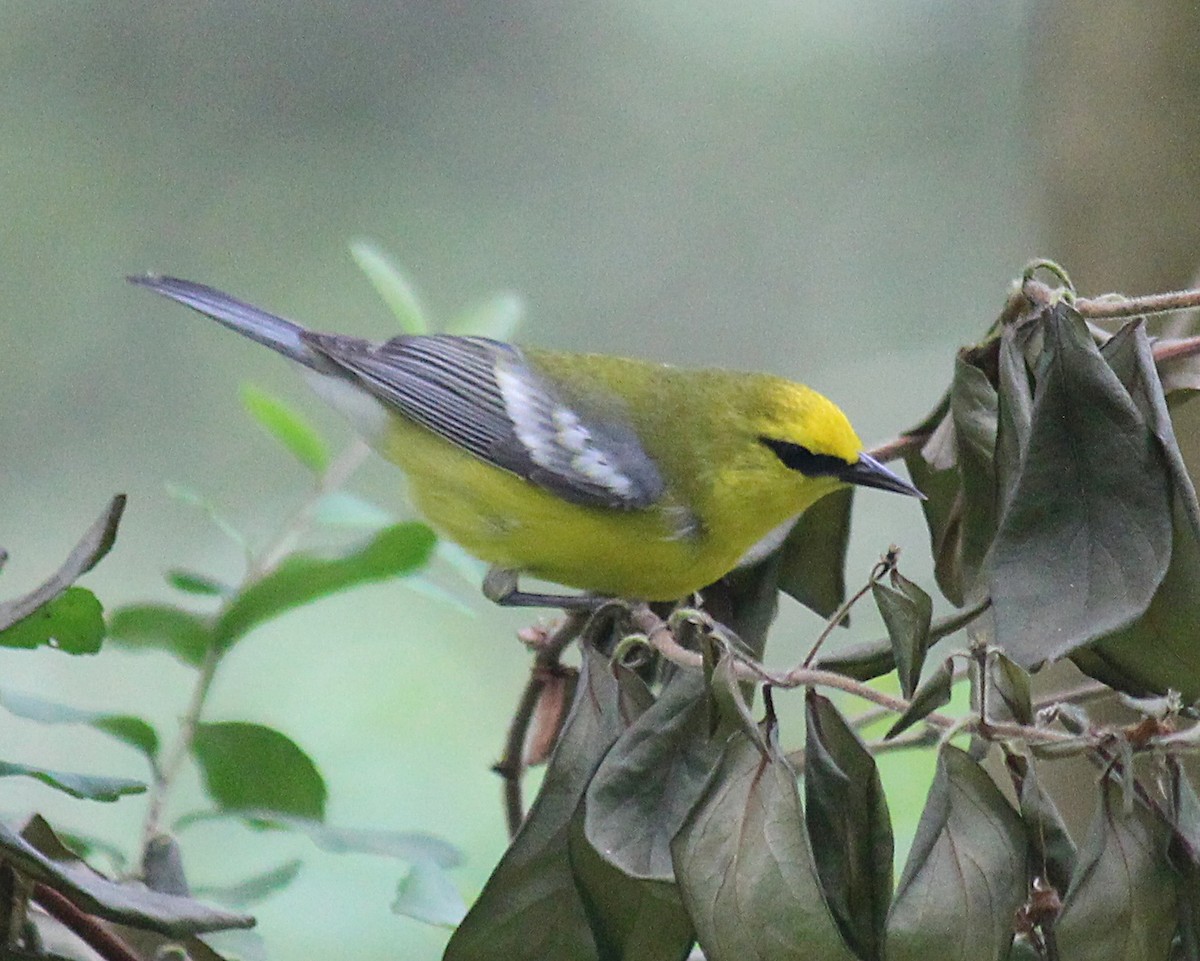 Blue-winged Warbler - ML634868433