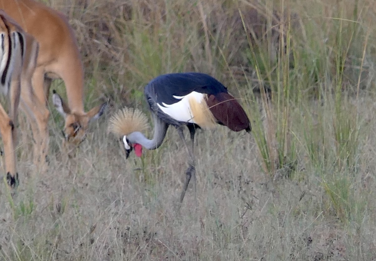Gray Crowned-Crane - ML634868585