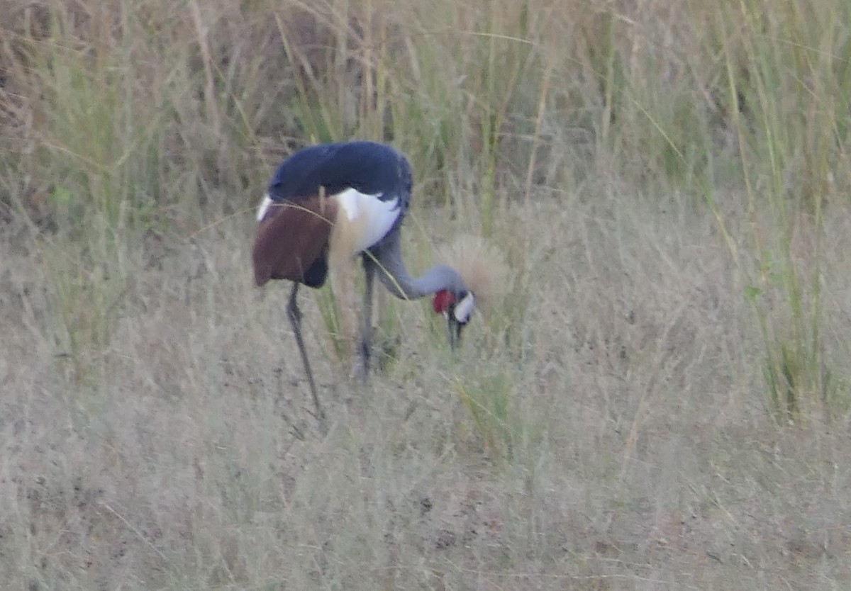 Gray Crowned-Crane - ML634868587