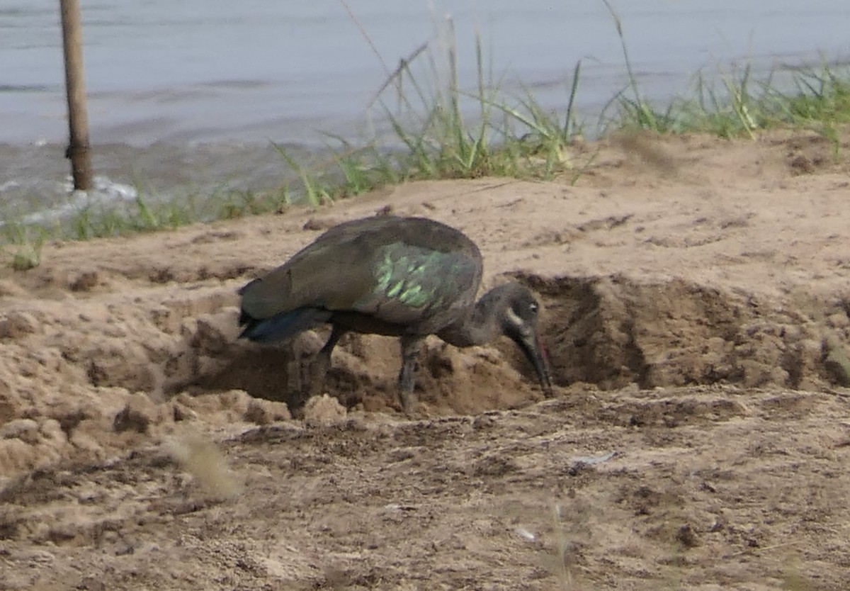 Hadada Ibis - ML634868704