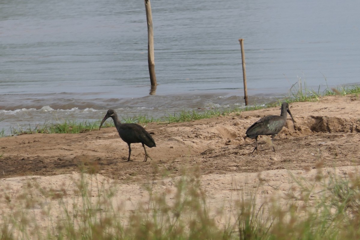 Hadada Ibis - ML634868705