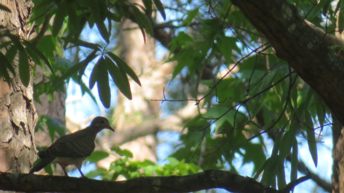 Mourning Dove - ML634868714