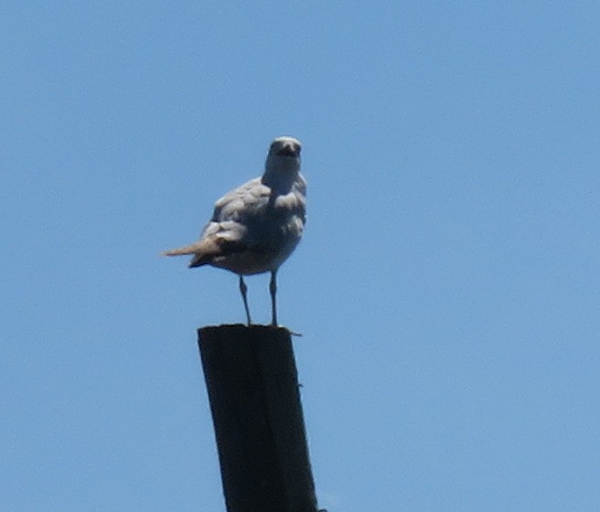 Ring-billed Gull - ML634868733