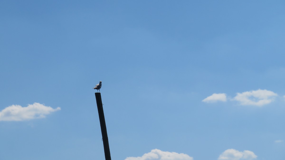 Ring-billed Gull - ML634868742