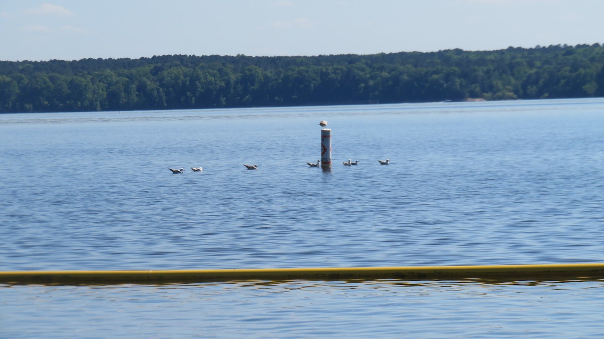 Ring-billed Gull - ML634868744