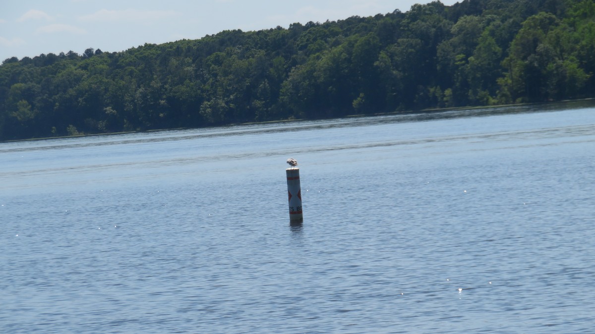 Ring-billed Gull - ML634868745