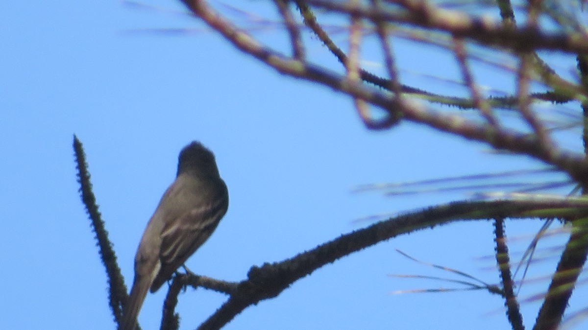 Eastern Wood-Pewee - ML634868756