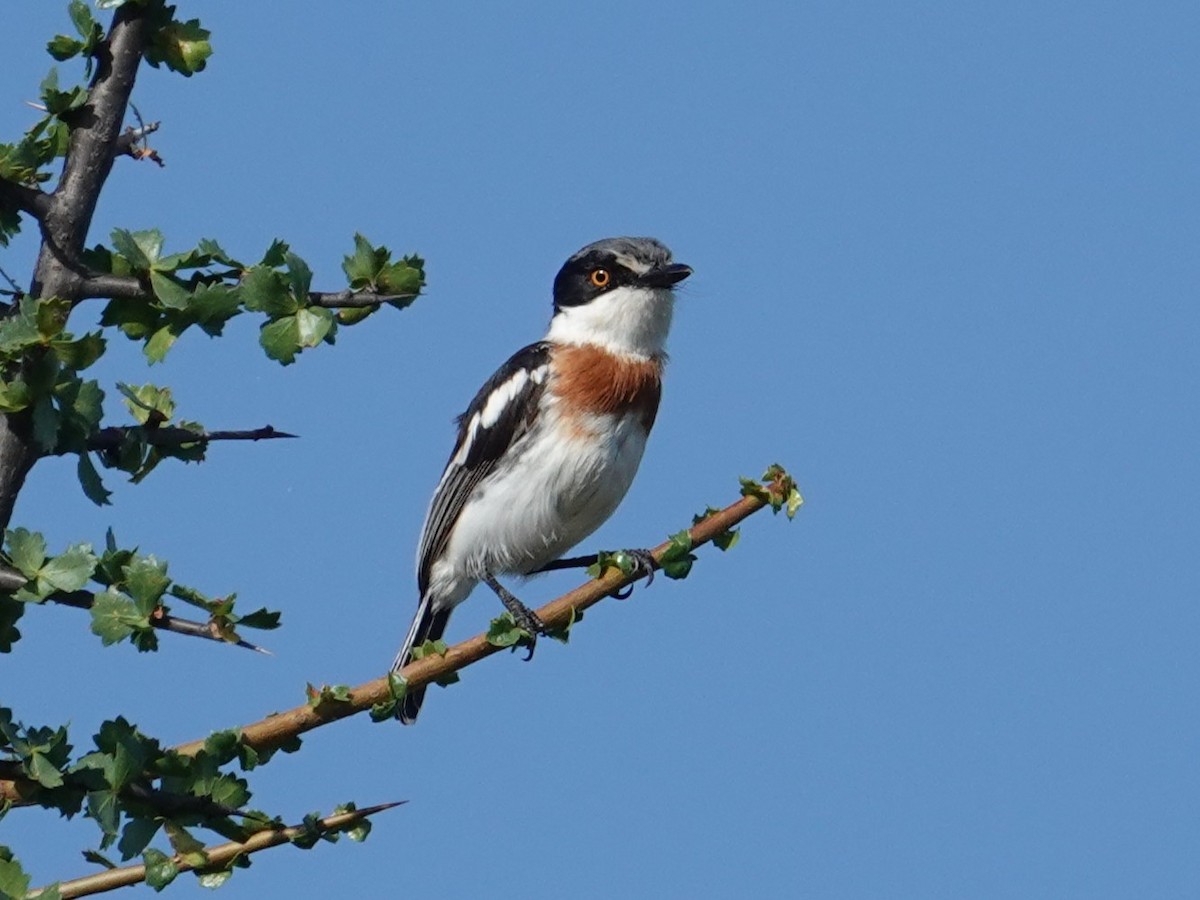 Pygmy Batis - ML634868767