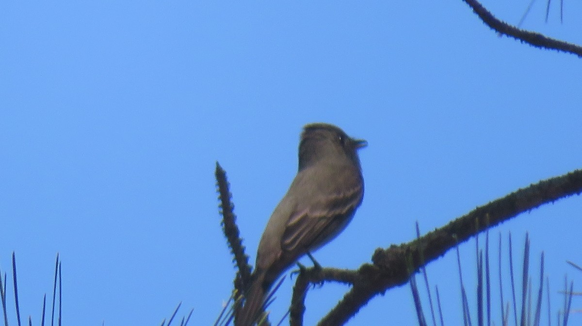 Eastern Wood-Pewee - ML634868768