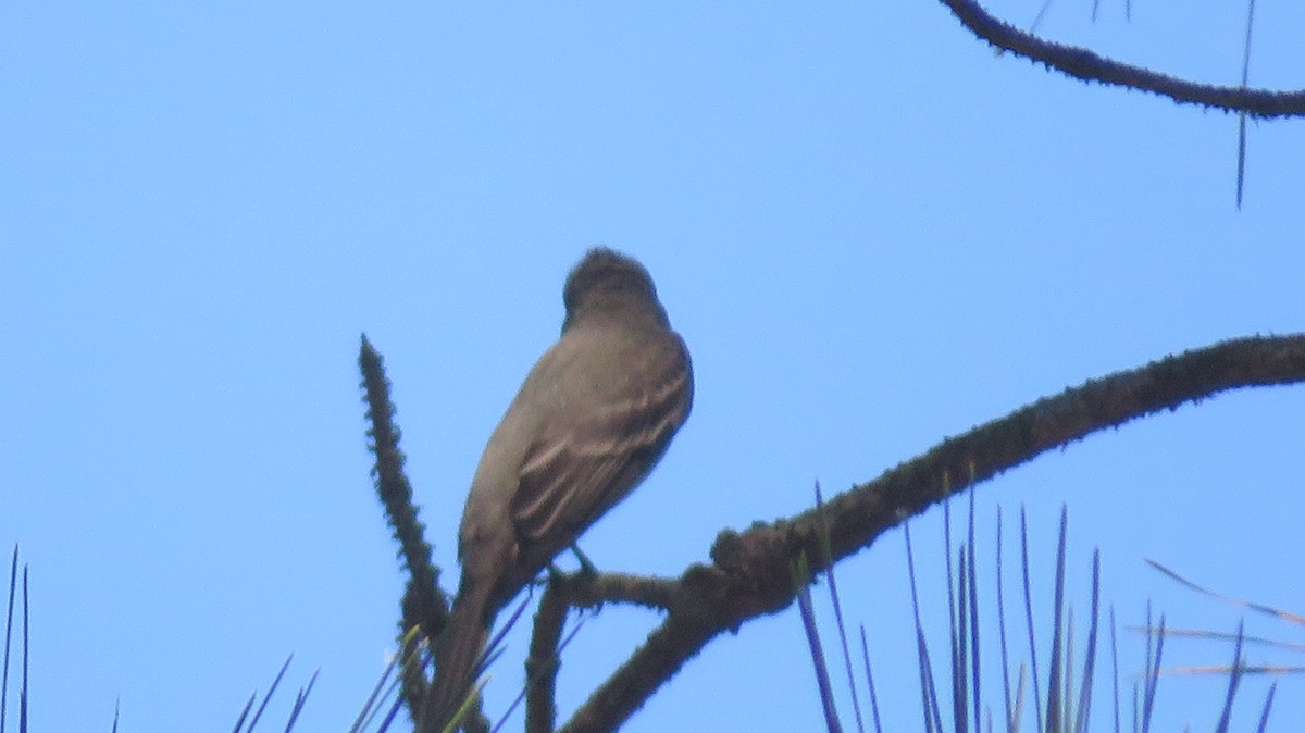 Eastern Wood-Pewee - ML634868769