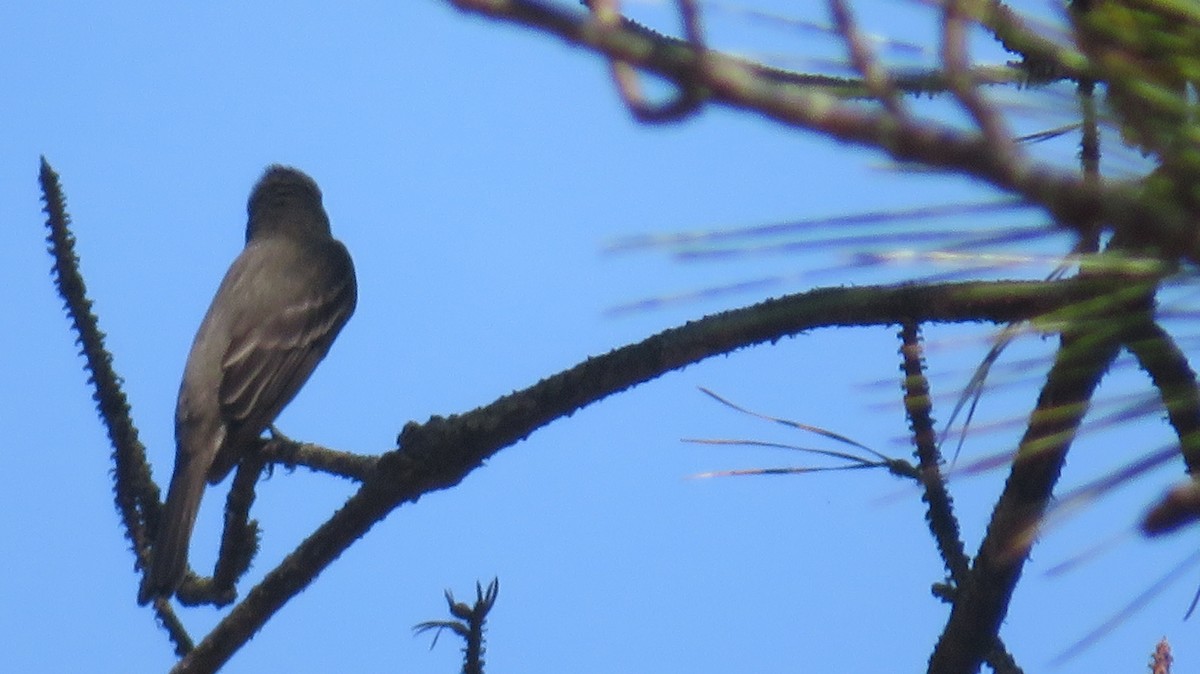 Eastern Wood-Pewee - ML634868770