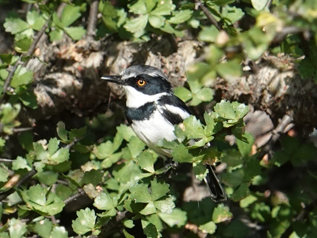 Pygmy Batis - ML634868790