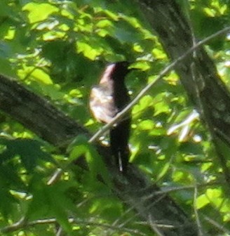 Common Grackle - ML634868803