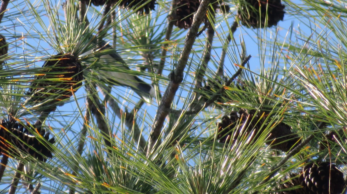 Eastern Kingbird - ML634868811