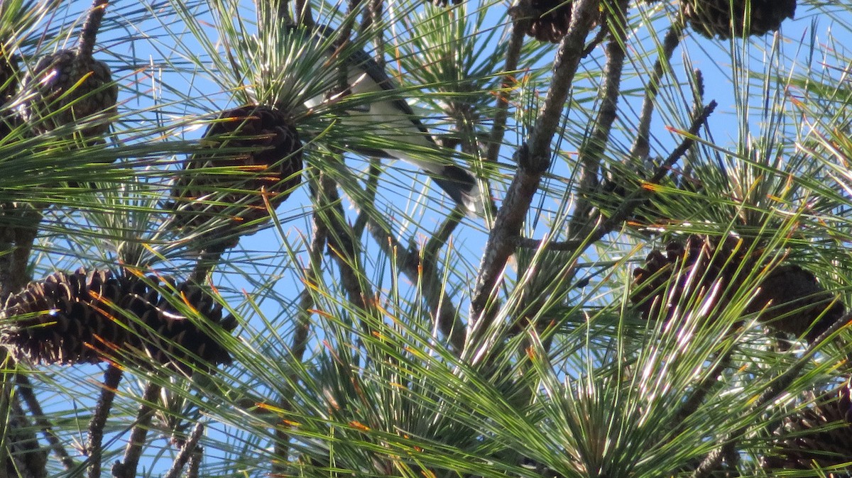 Eastern Kingbird - ML634868812