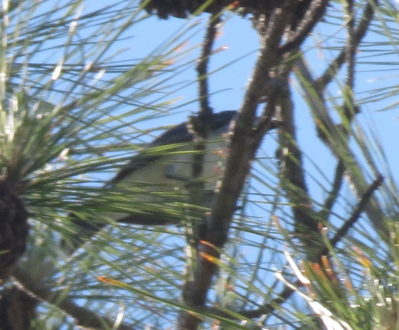 Eastern Kingbird - ML634868818