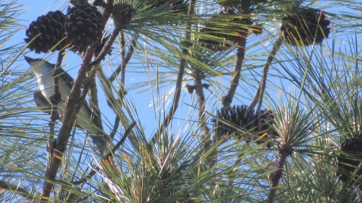 Eastern Kingbird - ML634868820