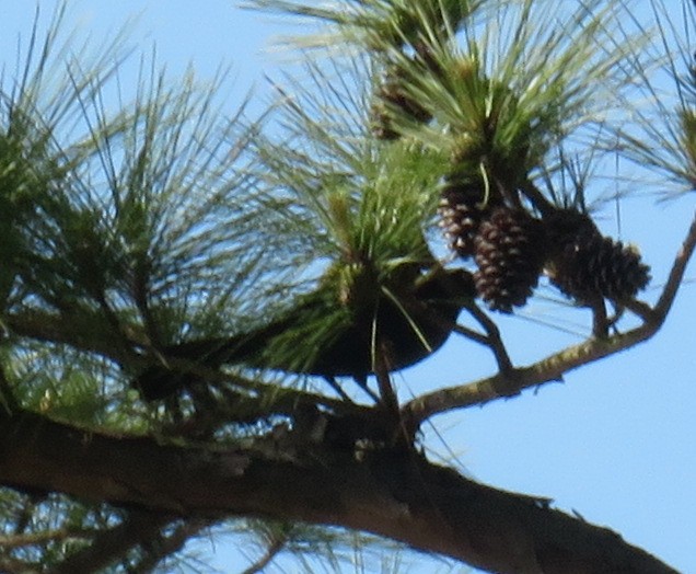 Common Grackle - ML634868824