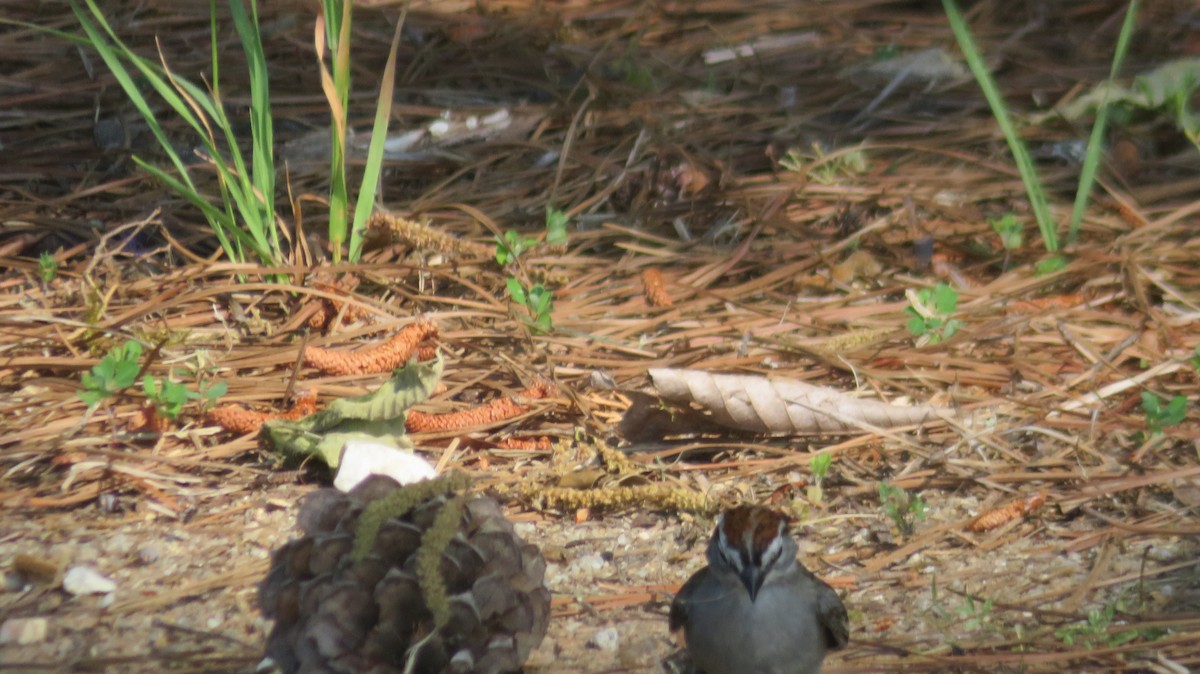 Chipping Sparrow - ML634868838