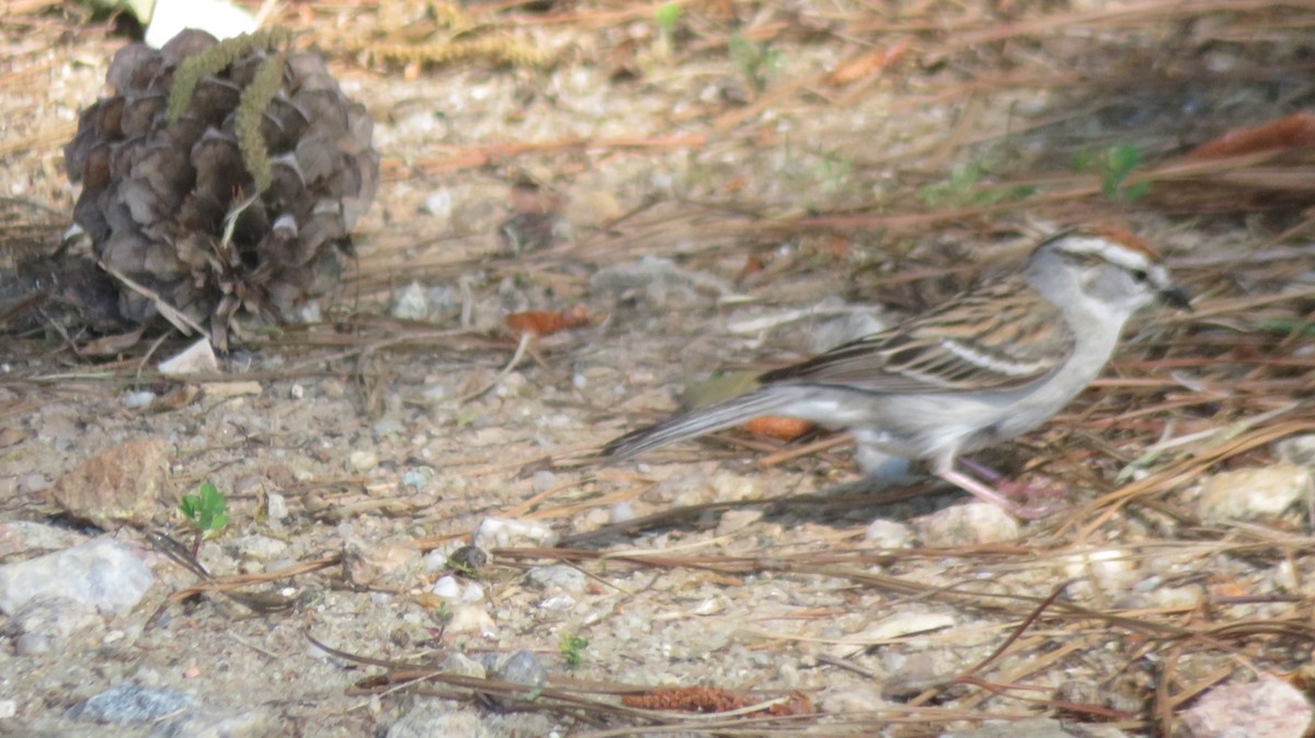 Chipping Sparrow - ML634868848