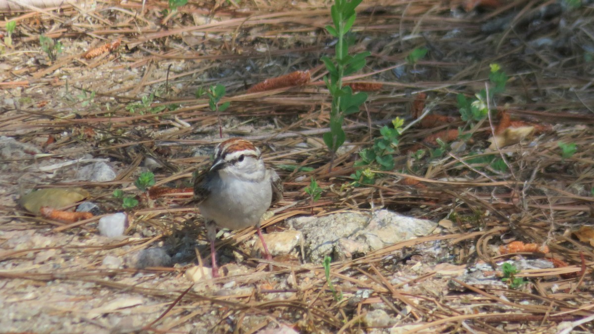 Chipping Sparrow - ML634868852